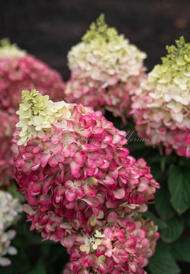 Гортензия метельчатая Калорфул Коктейл / Hydrangea panniculata Colorful Cocktail — фото 2