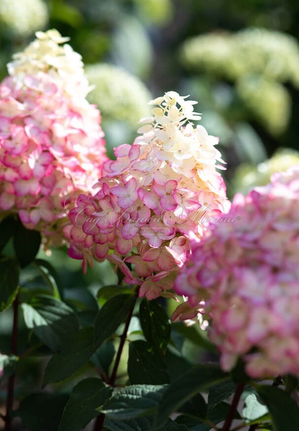 Гортензия метельчатая Калорфул Коктейл / Hydrangea panniculata Colorful Cocktail — фото 3