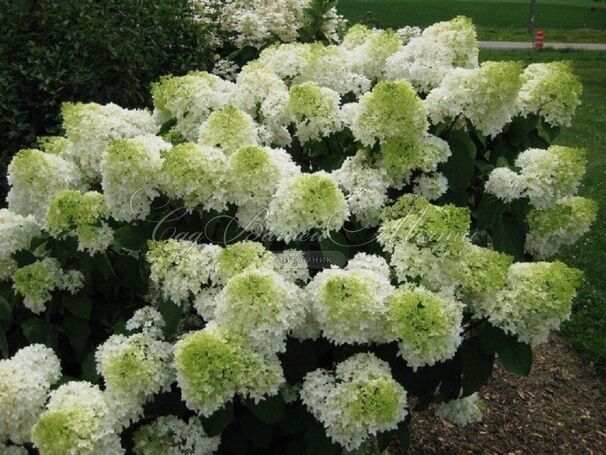 Гортензия метельчатая Кендллайт / Hydrangea panniculata Candlelight — фото 2