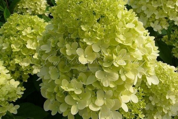 Гортензия метельчатая Кендллайт / Hydrangea panniculata Candlelight — фото 3