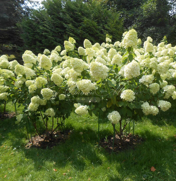 Гортензия метельчатая Кендллайт / Hydrangea panniculata Candlelight — фото 4