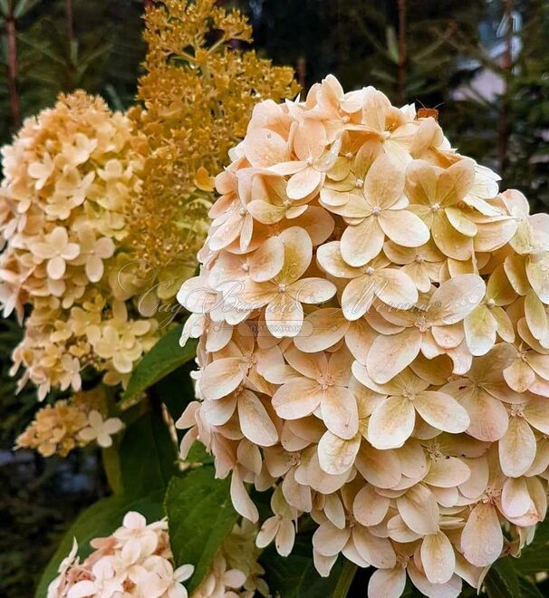 Гортензия метельчатая Коттон Крим / Hydrangea panniculata Cotton Cream — фото 2