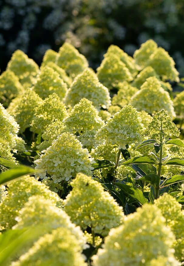 Гортензия метельчатая Коттон Крим / Hydrangea panniculata Cotton Cream — фото 4