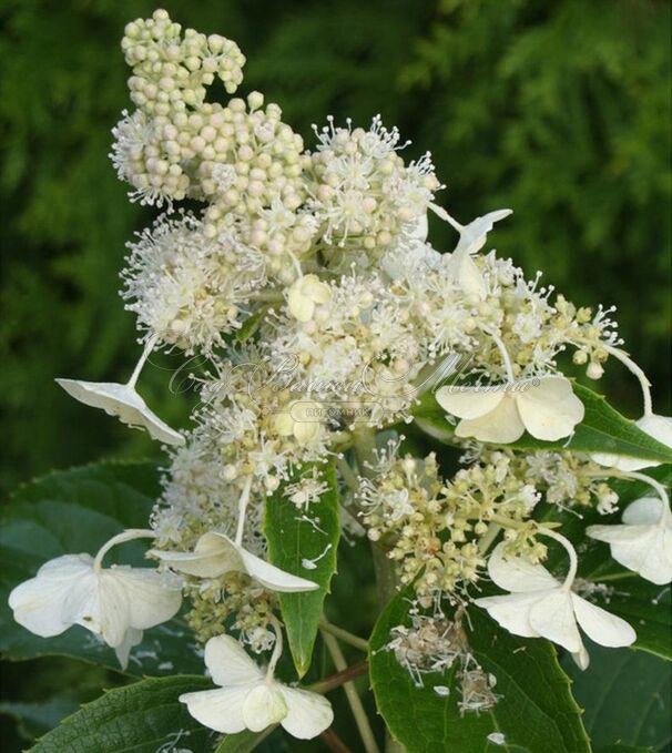 Гортензия метельчатая Кюсю / Hydrangea panniculata Kyushu — фото 2