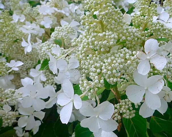 Гортензия метельчатая Левана / Hydrangea panniculata Levana — фото 2