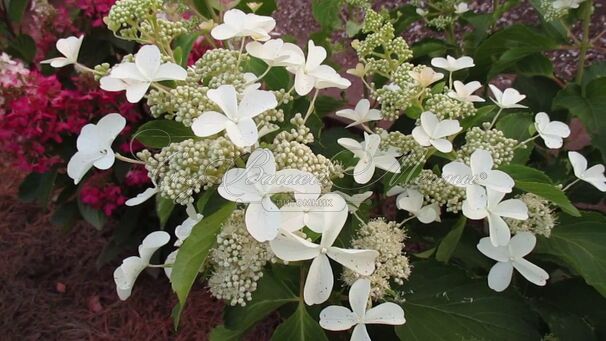 Гортензия метельчатая Левана / Hydrangea panniculata Levana — фото 3