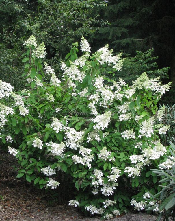 Гортензия метельчатая Левана / Hydrangea panniculata Levana — фото 4