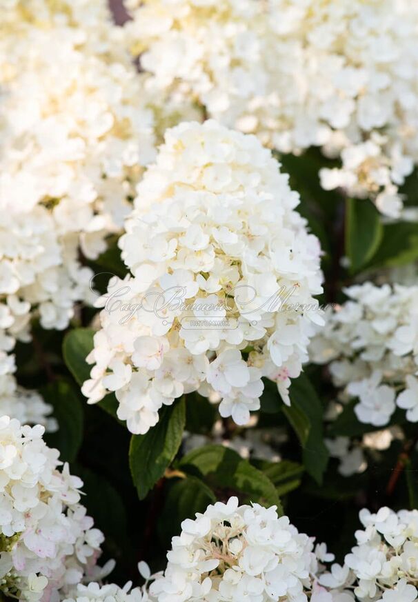 Гортензия метельчатая Литл Блоссом / Hydrangea panniculata Little Blossom — фото 2