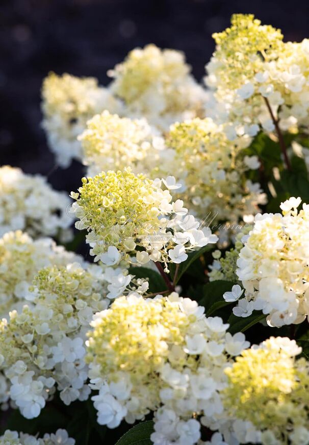 Гортензия метельчатая Литл Блоссом / Hydrangea panniculata Little Blossom — фото 3