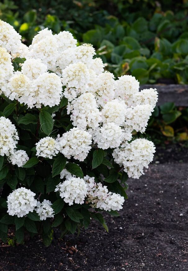 Гортензия метельчатая Литл Блоссом / Hydrangea panniculata Little Blossom — фото 4