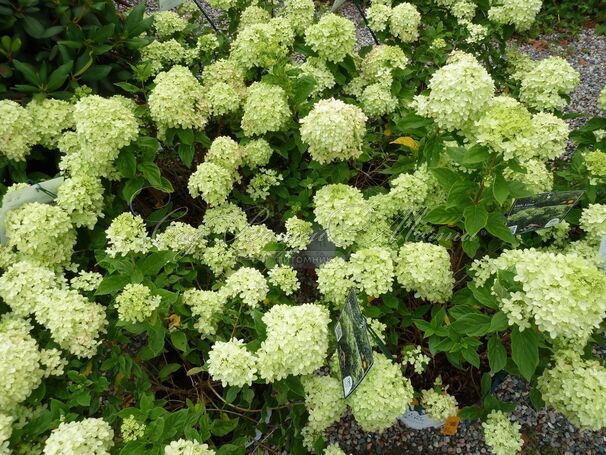 Гортензия метельчатая Литл Лайм / Hydrangea panniculata Little Lime — фото 4