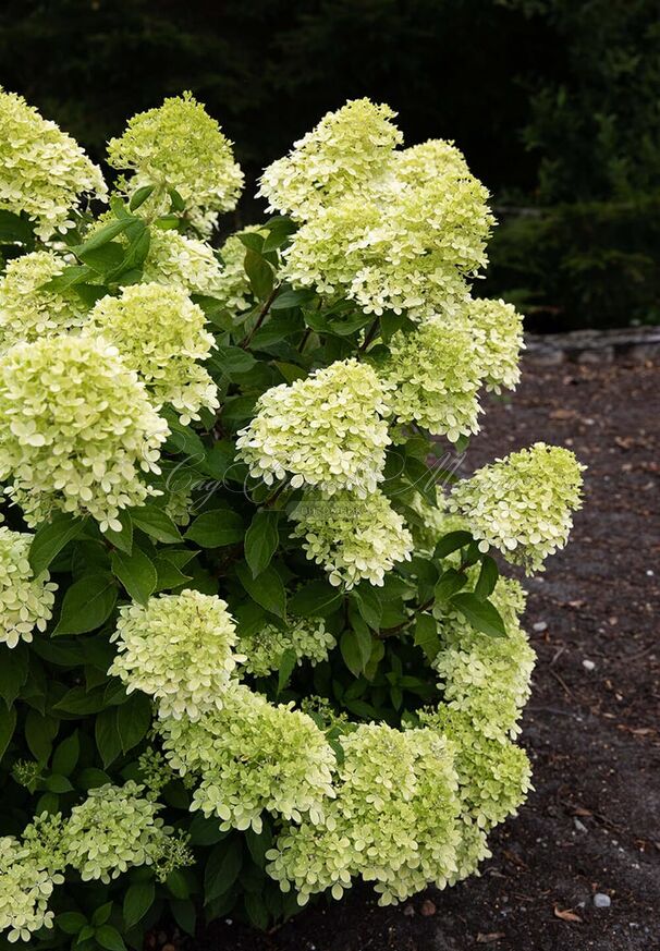 Гортензия метельчатая Литл Пэшн / Hydrangea panniculata Little Passion — фото 2