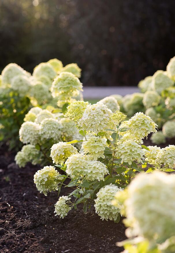 Гортензия метельчатая Литл Пэшн / Hydrangea panniculata Little Passion — фото 3