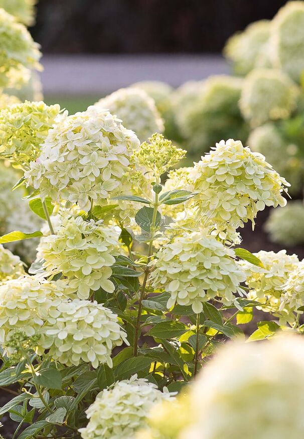 Гортензия метельчатая Литл Пэшн / Hydrangea panniculata Little Passion — фото 4