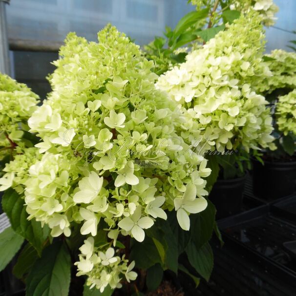 Гортензия метельчатая Литл Фрейз / Hydrangea panniculata Little Fraise — фото 2