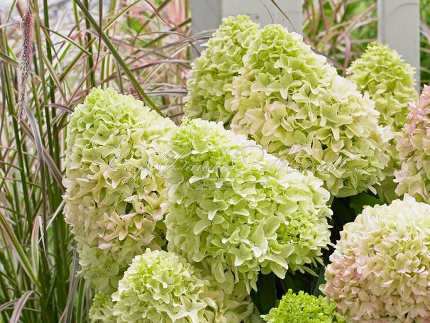 Гортензия метельчатая Литл Фрейз / Hydrangea panniculata Little Fraise — фото 3