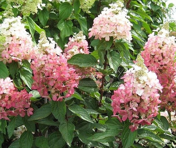 Гортензия метельчатая Меджикал Везувио / Hydrangea panniculata Magical Vesuvio — фото 2