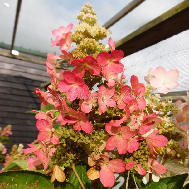 Гортензия метельчатая Меджикал Везувио / Hydrangea panniculata Magical Vesuvio — фото 3