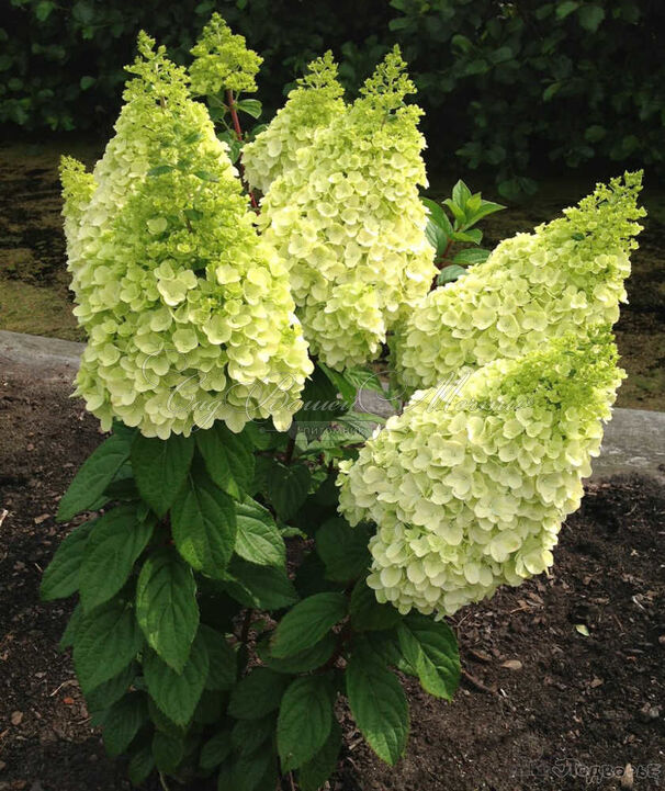 Гортензия метельчатая Меджикал Килиманджаро / Hydrangea panniculata Magical Kilimanjaro — фото 2