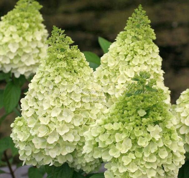 Гортензия метельчатая Меджикал Килиманджаро / Hydrangea panniculata Magical Kilimanjaro — фото 3