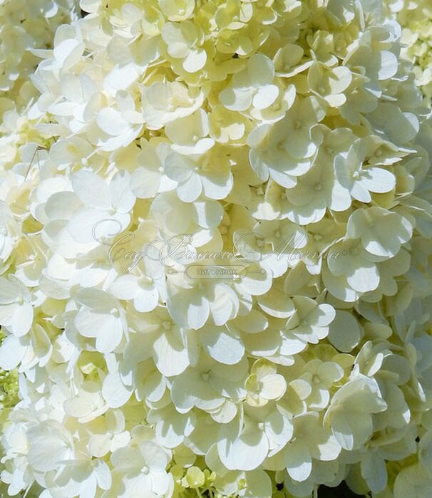 Гортензия метельчатая Меджикал Маттерхорн / Hydrangea panniculata Magical Matterhorn — фото 3