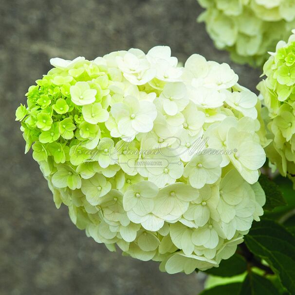 Гортензия метельчатая Меджикал Маттерхорн / Hydrangea panniculata Magical Matterhorn — фото 4