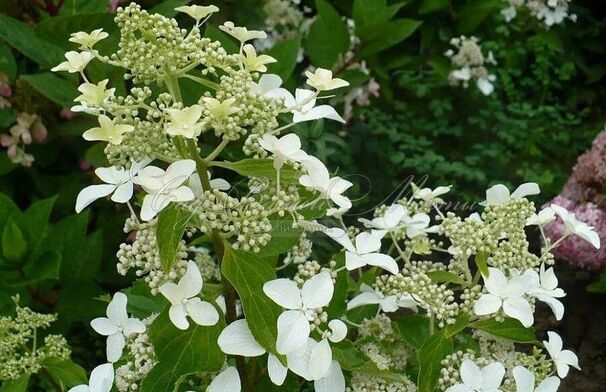 Гортензия метельчатая Меджикал Старлайт / Hydrangea panniculata Magical Starlight — фото 2