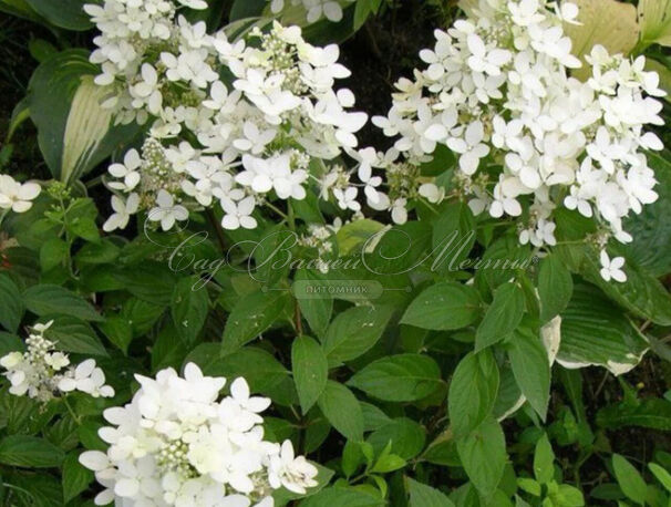 Гортензия метельчатая Меджикал Старлайт / Hydrangea panniculata Magical Starlight — фото 3