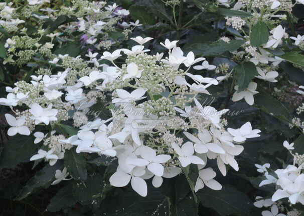 Гортензия метельчатая Меджикал Старлайт / Hydrangea panniculata Magical Starlight — фото 4