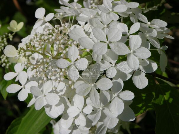 Гортензия метельчатая Мустила / Hydrangea panniculata Mustila — фото 2