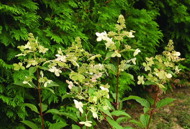 Гортензия метельчатая Мустила / Hydrangea panniculata Mustila — фото 3