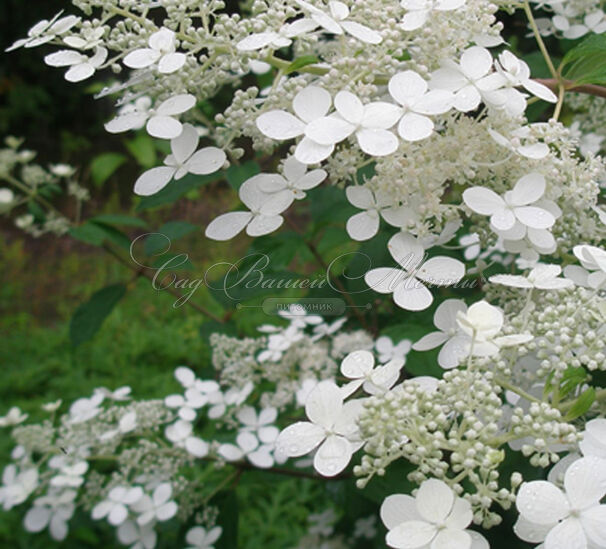 Гортензия метельчатая Мустила / Hydrangea panniculata Mustila — фото 4