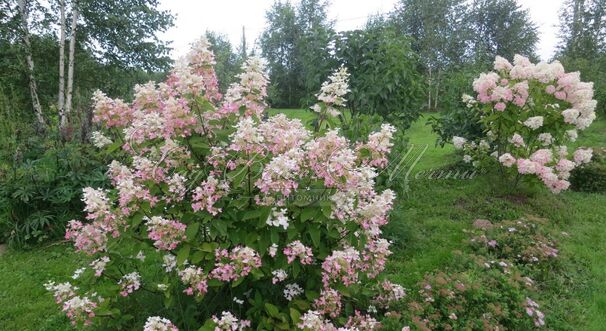 Гортензия метельчатая Пинк Даймонд / Hydrangea panniculata Pink Diamond — фото 2