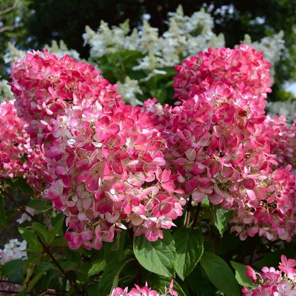 Гортензия метельчатая Пинк Даймонд / Hydrangea panniculata Pink Diamond — фото 3