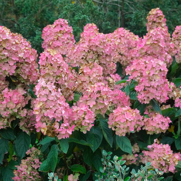 Гортензия метельчатая Пинк Даймонд / Hydrangea panniculata Pink Diamond — фото 4