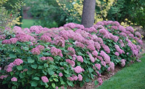 Гортензия древовидная Пинк Пинкьюшн / Hydrangea arborescens Pink Pincushion — фото 2