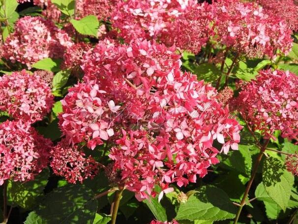 Гортензия древовидная Пинк Пинкьюшн / Hydrangea arborescens Pink Pincushion — фото 3