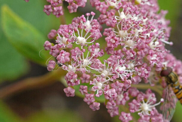 Гортензия древовидная Пинк Пинкьюшн / Hydrangea arborescens Pink Pincushion — фото 4