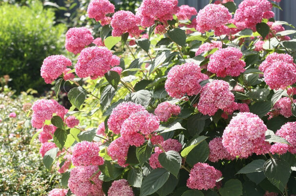 Гортензия древовидная Пинк Пинкьюшн / Hydrangea arborescens Pink Pincushion — фото 5