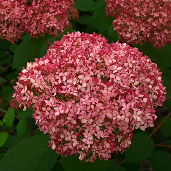 Гортензия древовидная Пинк Пинкьюшн / Hydrangea arborescens Pink Pincushion — фото 6