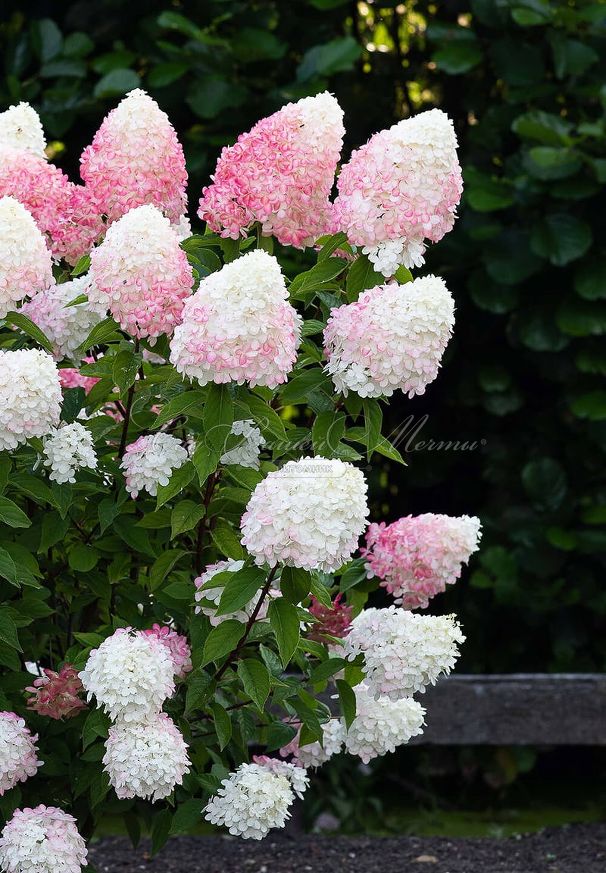 Гортензия метельчатая Пинк Энд Роуз / Hydrangea panniculata Pink & Rose — фото 3