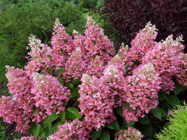 Гортензия метельчатая Пинки Промис / Hydrangea panniculata Pinky Promise — фото 2