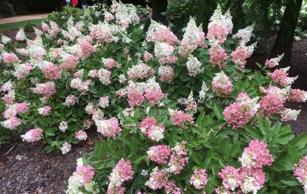 Гортензия метельчатая Пинки Промис / Hydrangea panniculata Pinky Promise — фото 3