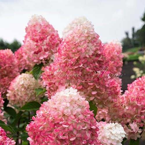 Гортензия метельчатая Пинки Промис / Hydrangea panniculata Pinky Promise — фото 4