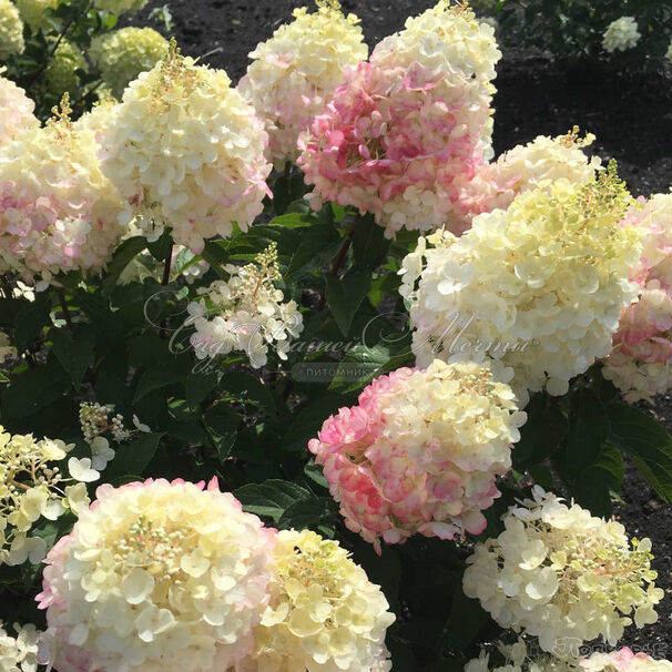 Гортензия метельчатая Пинки Промис / Hydrangea panniculata Pinky Promise — фото 6