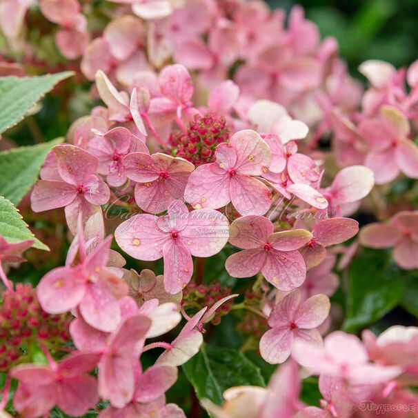 Гортензия метельчатая Полстар / Hydrangea panniculata Polestar — фото 2
