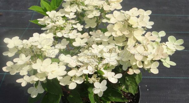 Гортензия метельчатая Полстар / Hydrangea panniculata Polestar — фото 3