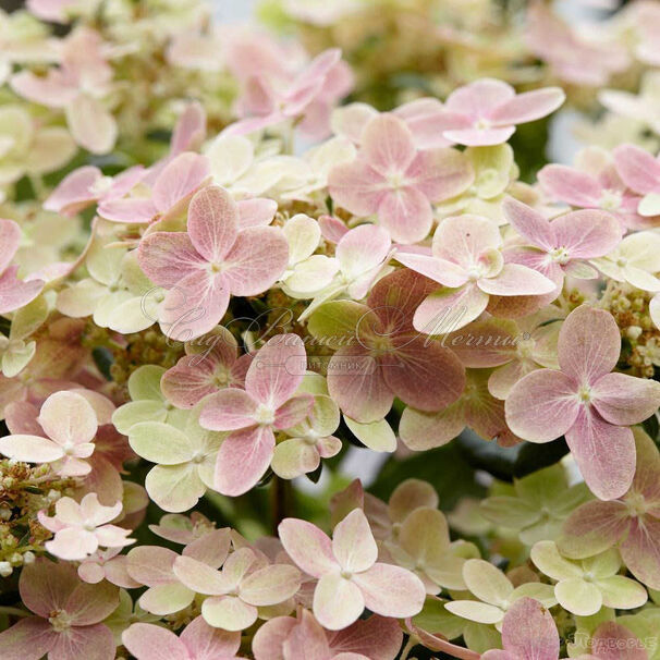 Гортензия метельчатая Полстар / Hydrangea panniculata Polestar — фото 4