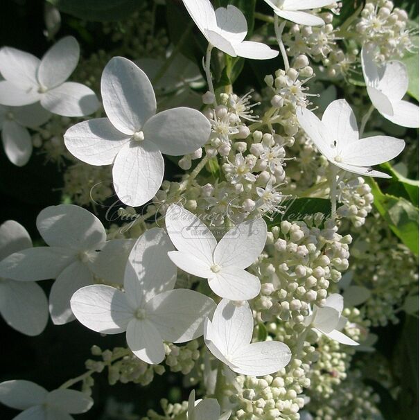 Гортензия метельчатая Праймвайт / Hydrangea panniculata Prim'white — фото 4