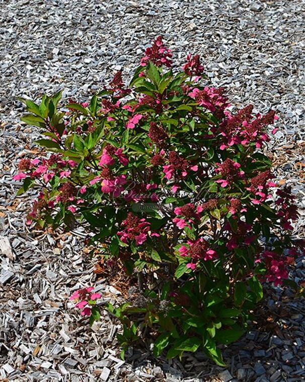 Гортензия метельчатая Праймред / Hydrangea panniculata Prim'red — фото 2